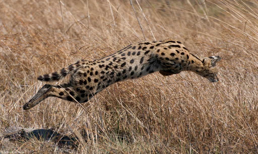 Bountiful Busanga - Africa Geographic