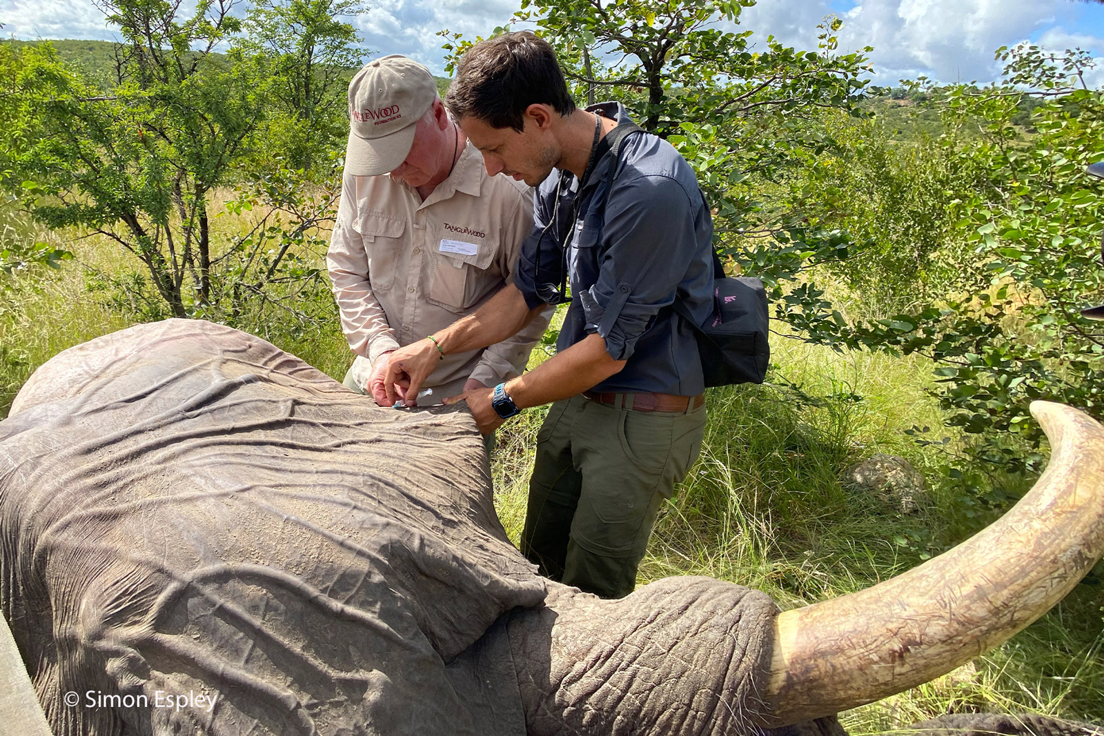 Elephant collaring