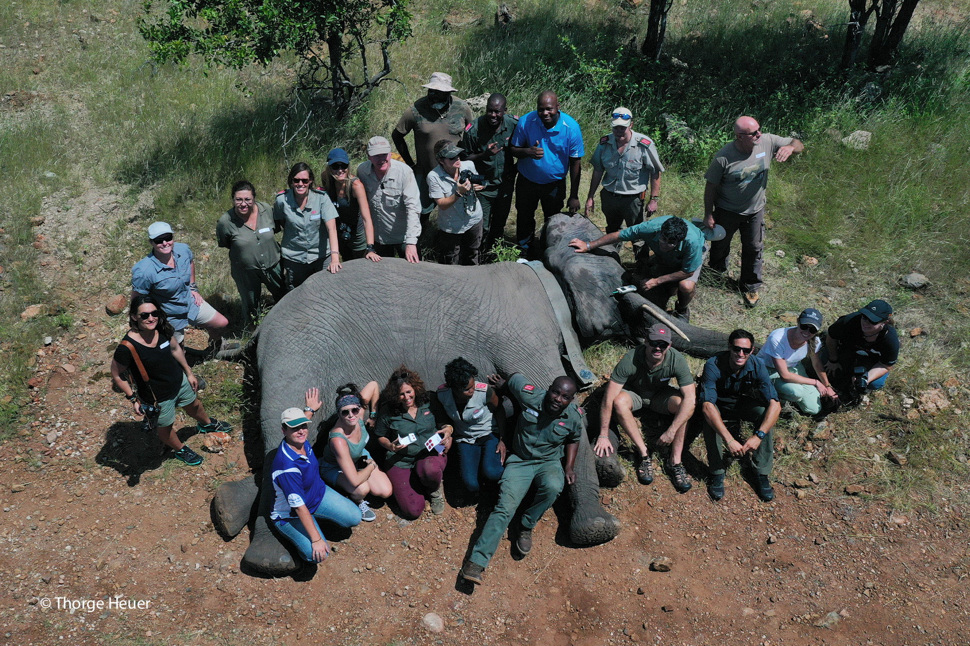 Elephant collaring