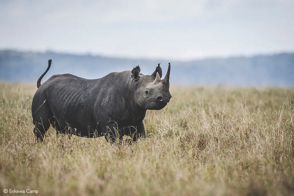 Enkewa Camp rhino