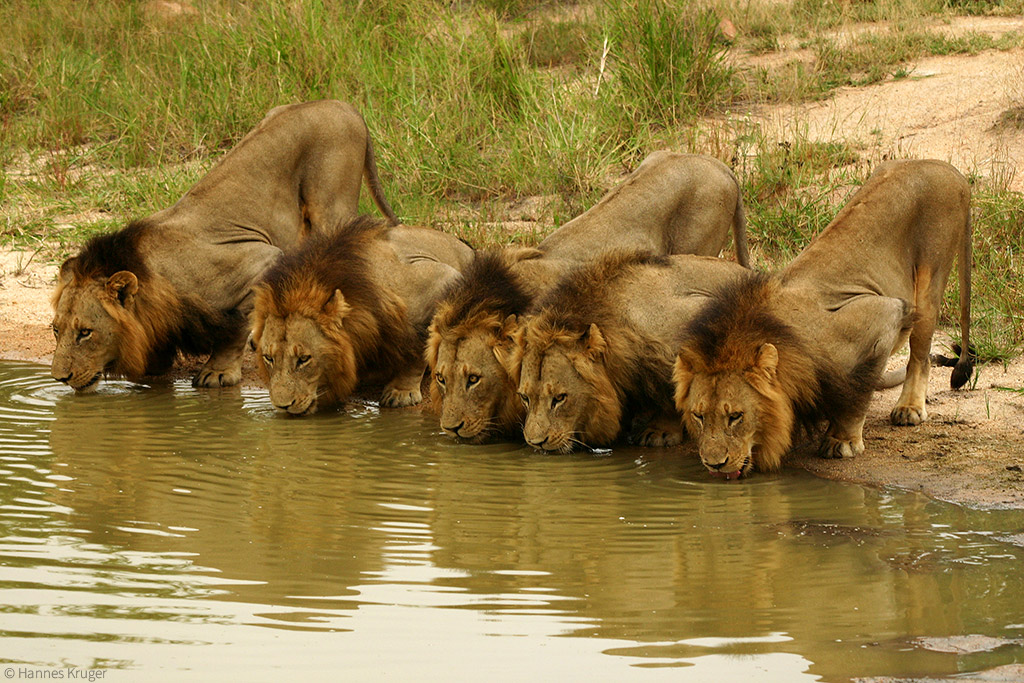 african lion pride with male