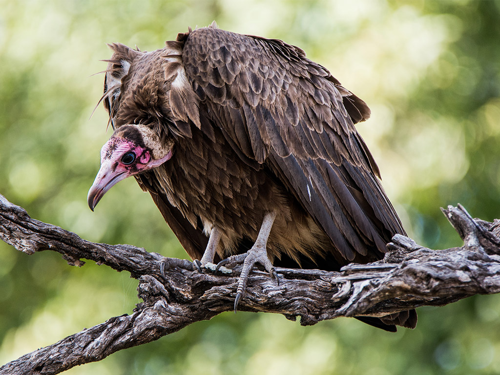 500 Vultures Killed in Botswana by Poachers' Poison, Government