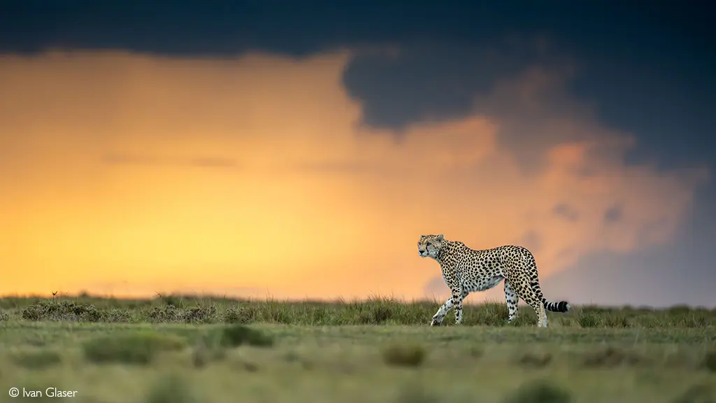 Maasai Mara
