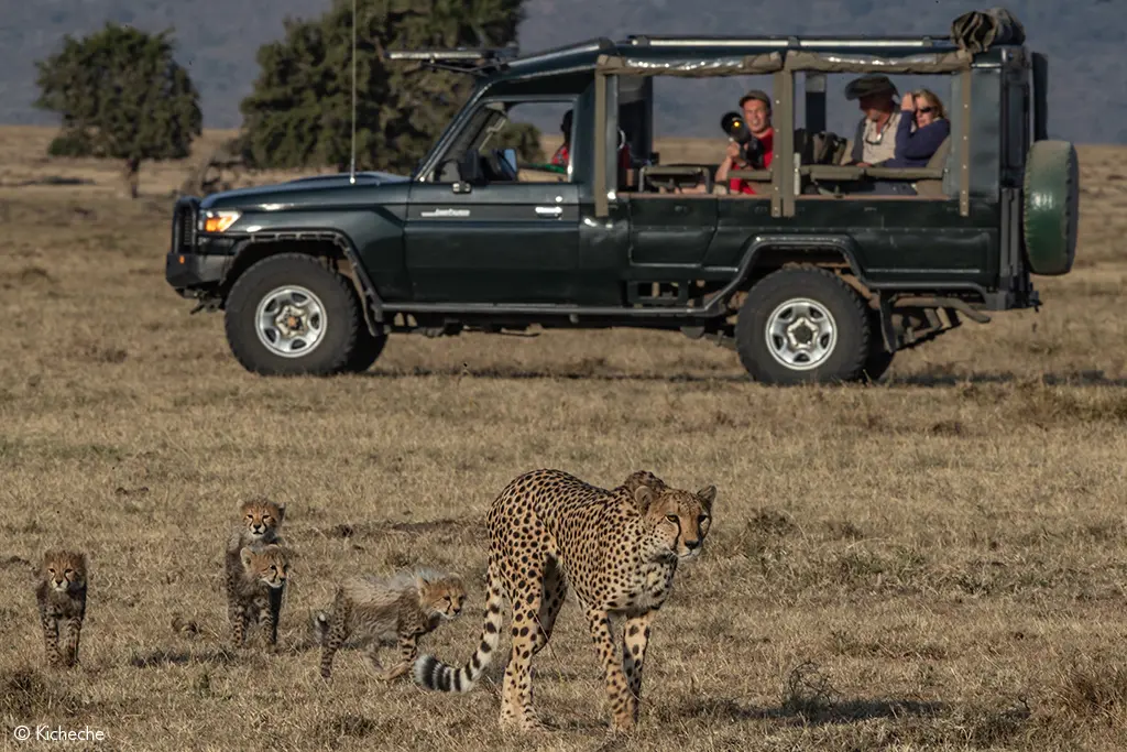 Cheetah on the Mara