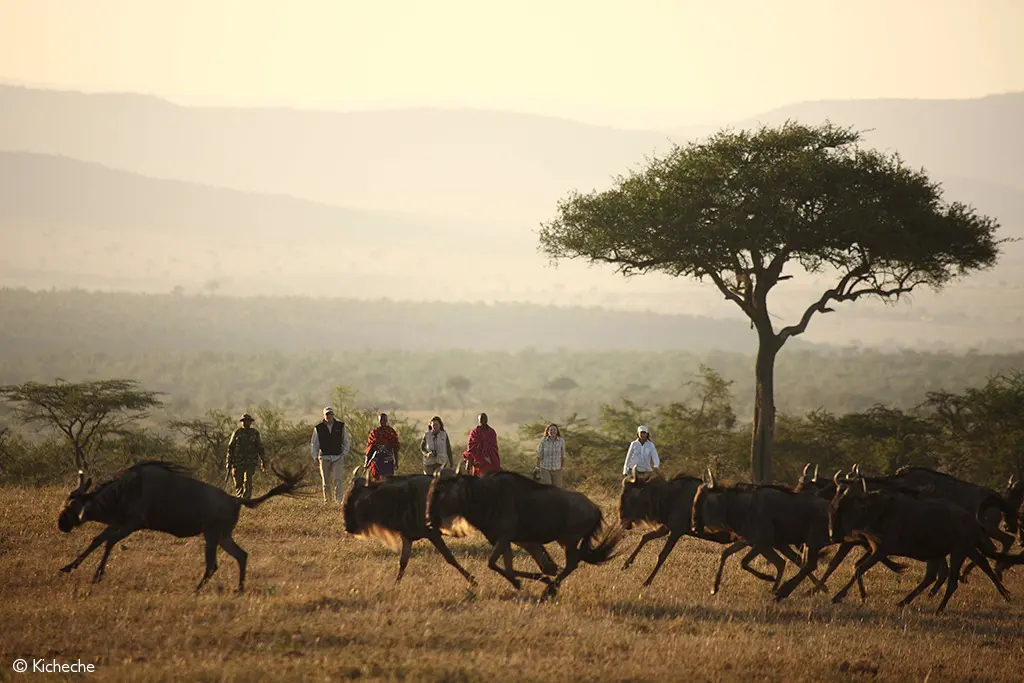 Mara wildebeest