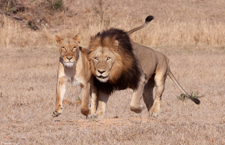 Meet the lion coalitions & prides of the Greater Kruger - Africa Geographic