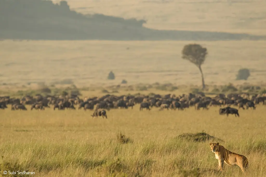 Lioness Mara