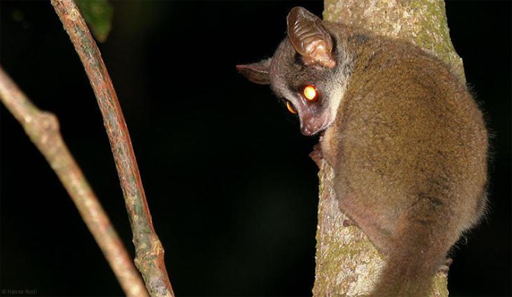 bushbaby