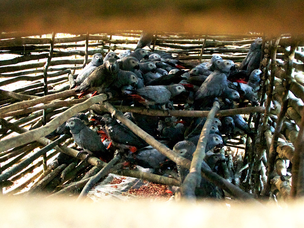 African grey