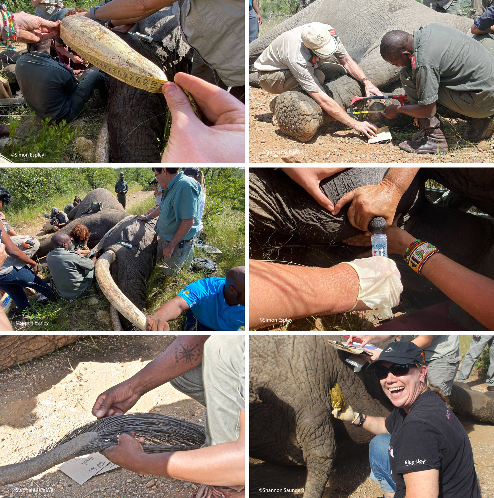 Elephant collaring