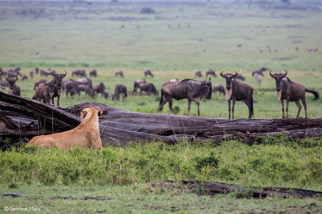  lion and wildebeest