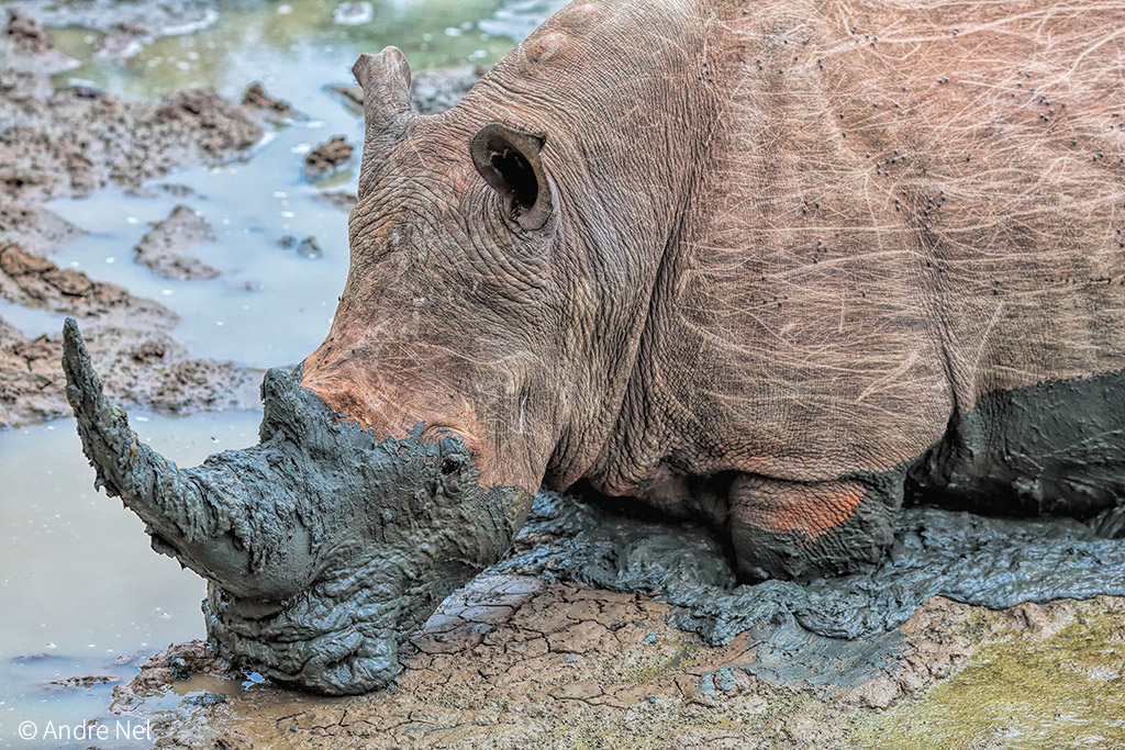 Why are rhinos important for ecosystems? - Africa Geographic