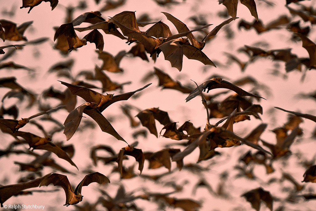 bats