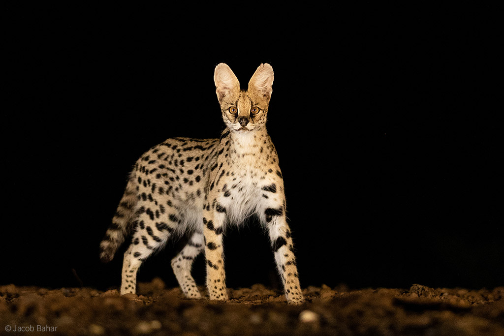 African tiny hot sale cat