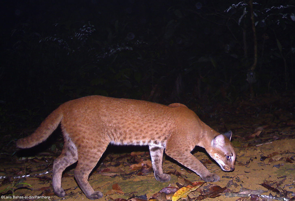 safari domestic cat