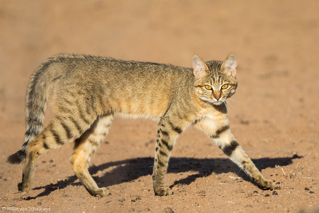 african bush cats safari