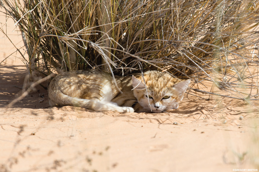 safari domestic cat