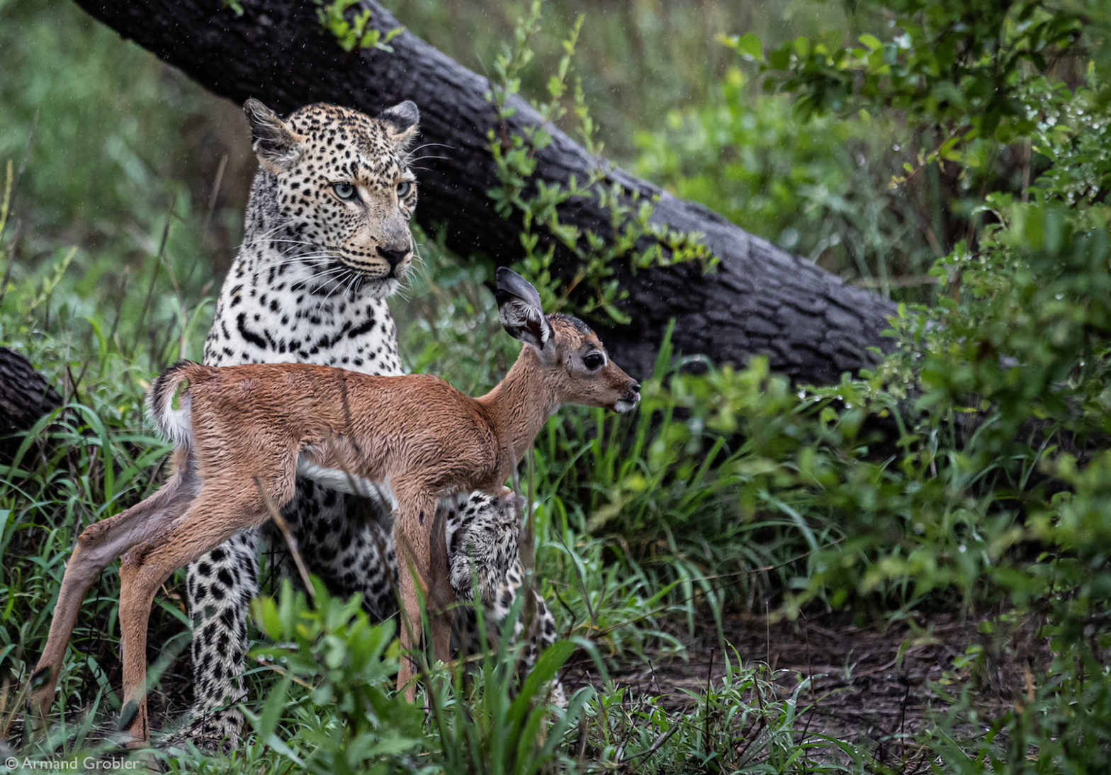 Wildlife s. Дикие животные семейства кошачьих. Заповедник Кисуму Импала. Камерун леопард в заповедники. Животные пикабу.