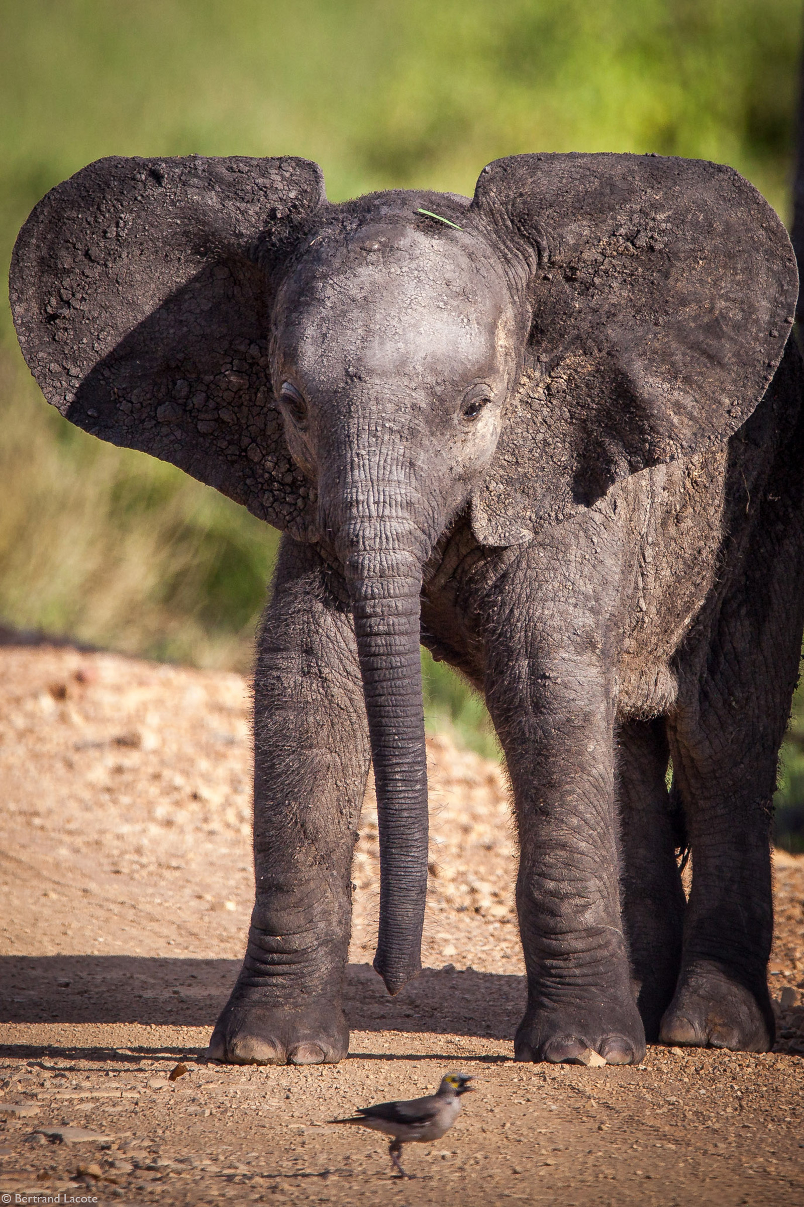 Bertrand-Lacote-elephant-calf-Selous-Game-Reserve-Tanzania - Africa ...