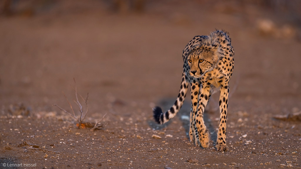 big cats cheetah