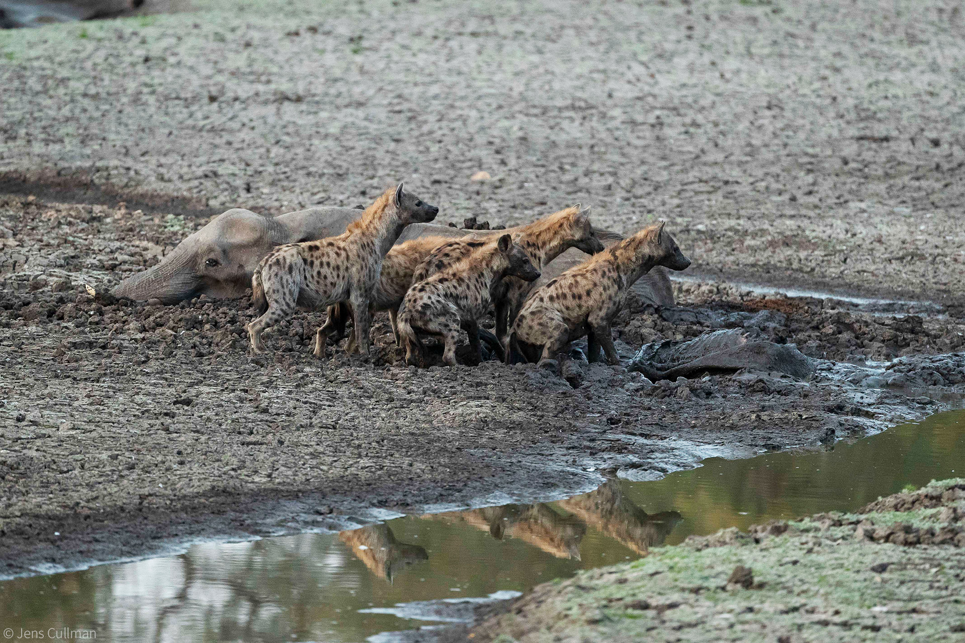 Hyenas eat baby elephant while its mother watches helplessly – both