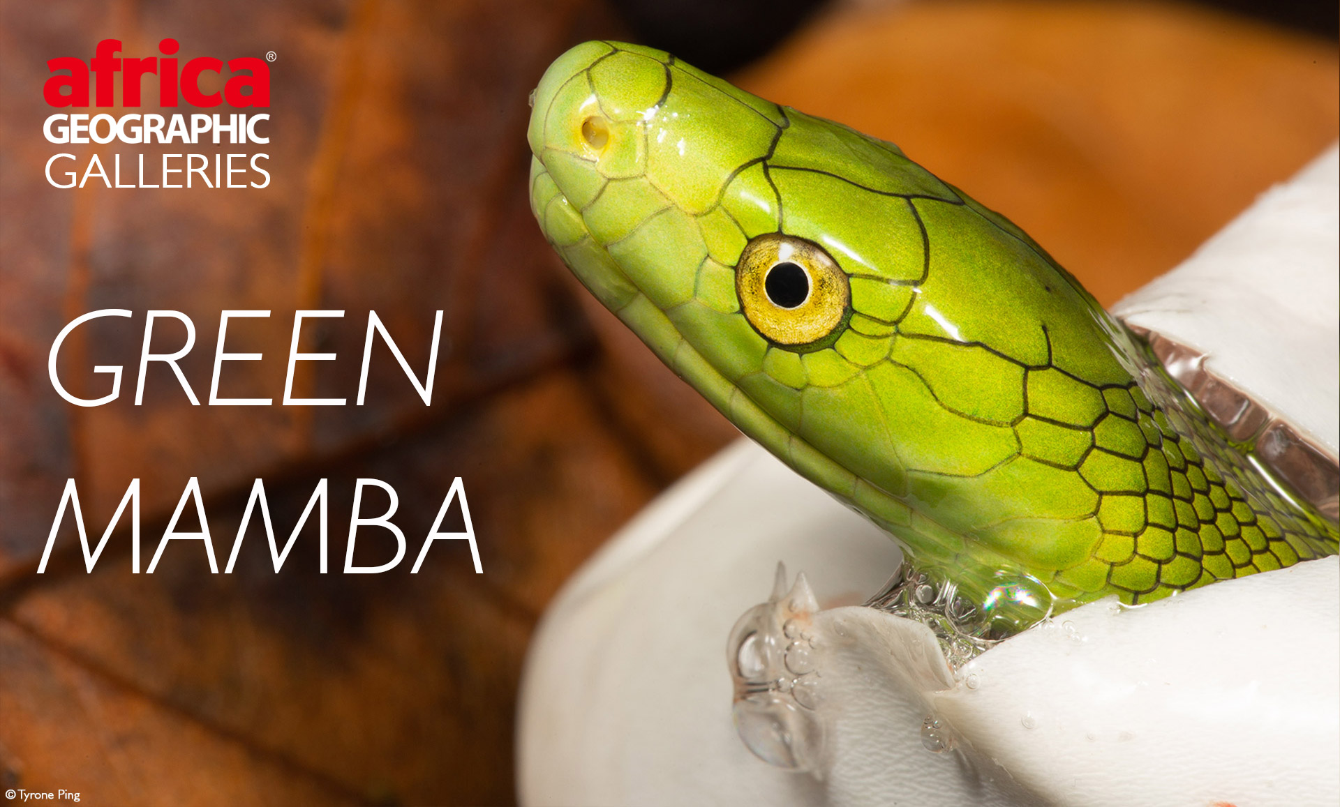 green mamba snake