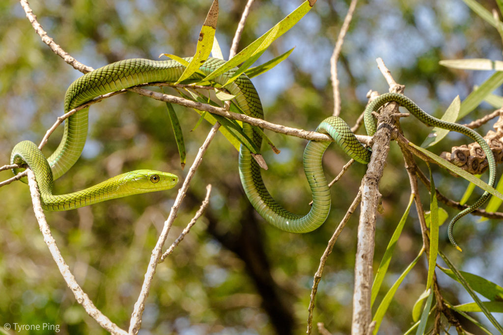 Rescued green mamba eggs hatching - Africa Geographic