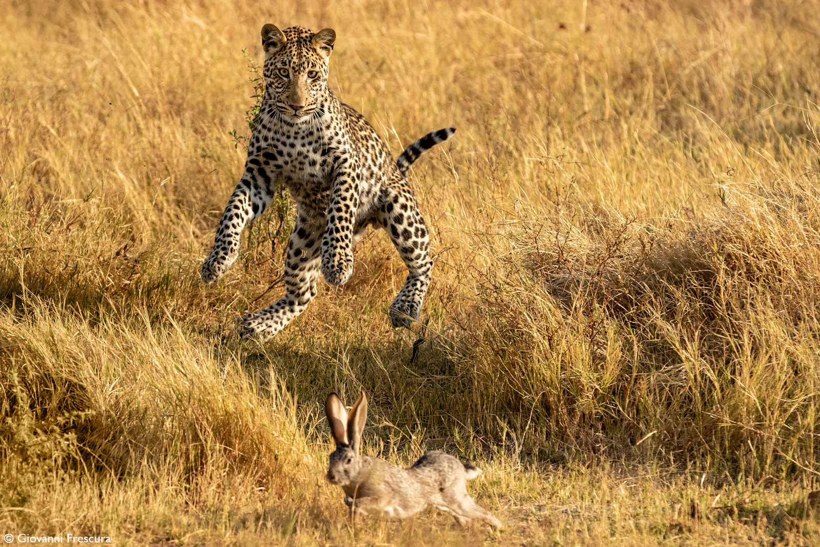 Africa Geographic - The camo cat. A leopard in Kgalagadi Transfrontier Park  Image by Farida Carim