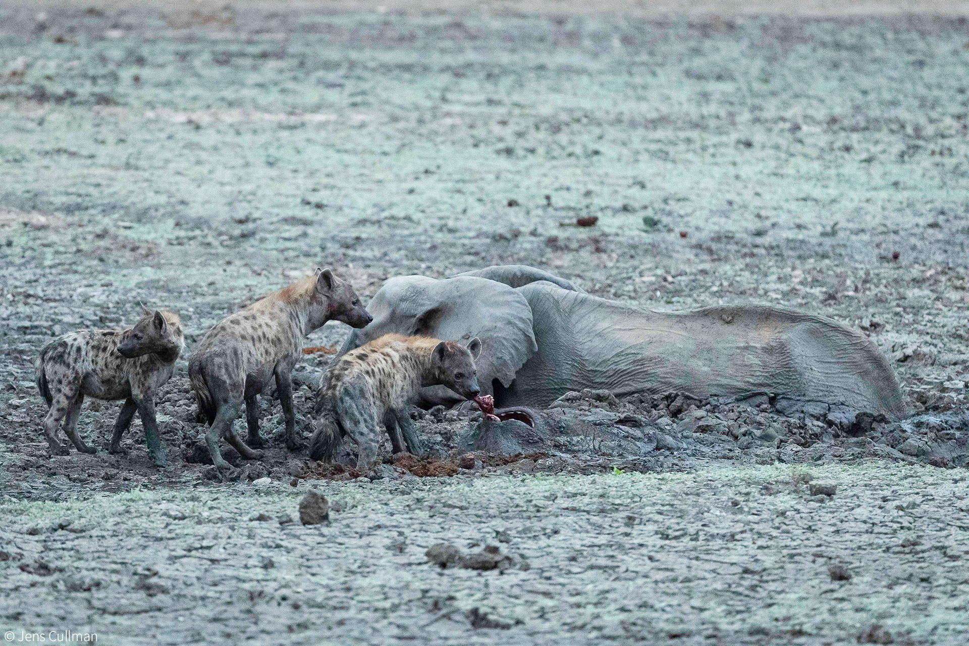 Hyenas eat baby elephant