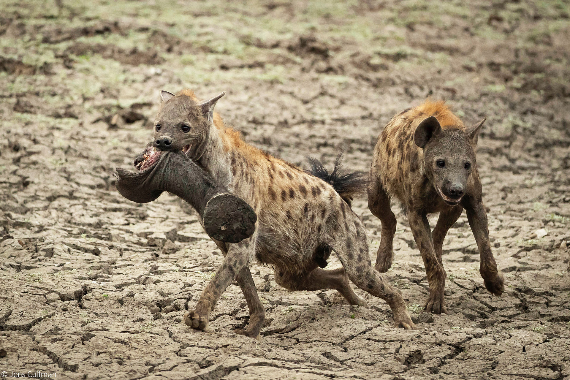 Hyenas eat baby elephant