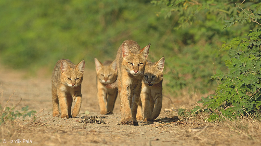 Jungle cat (Felis chaus) in Asia © Hardik Pala - Africa Geographic