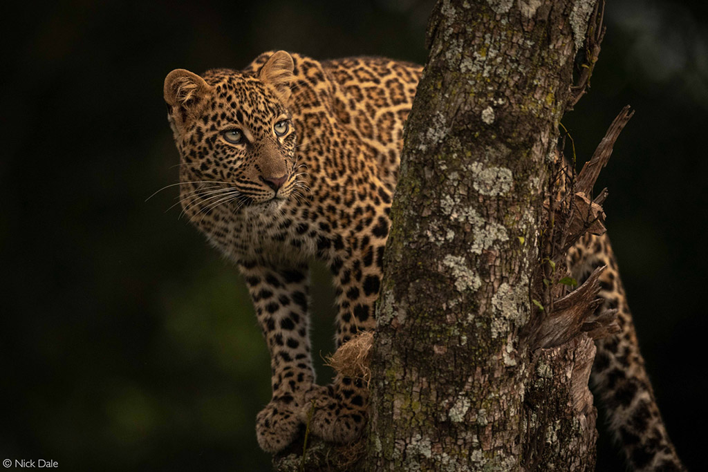 big cats leopard