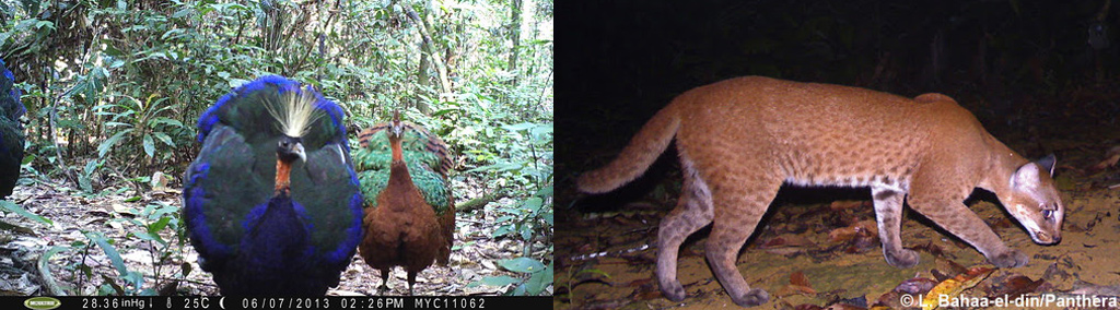 Camera traps