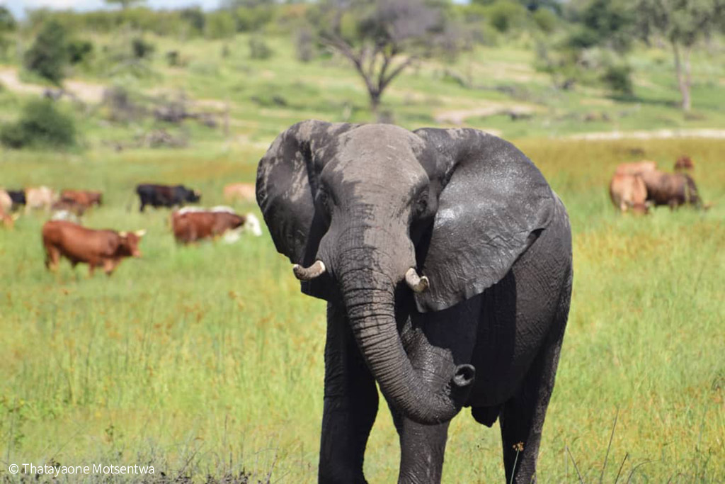 elephants