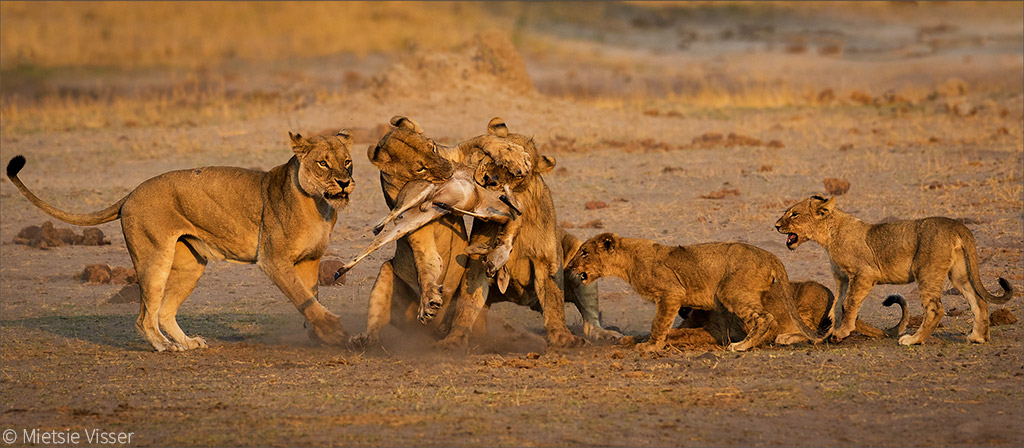 Lion evolution according to genome sequencing - Africa Geographic