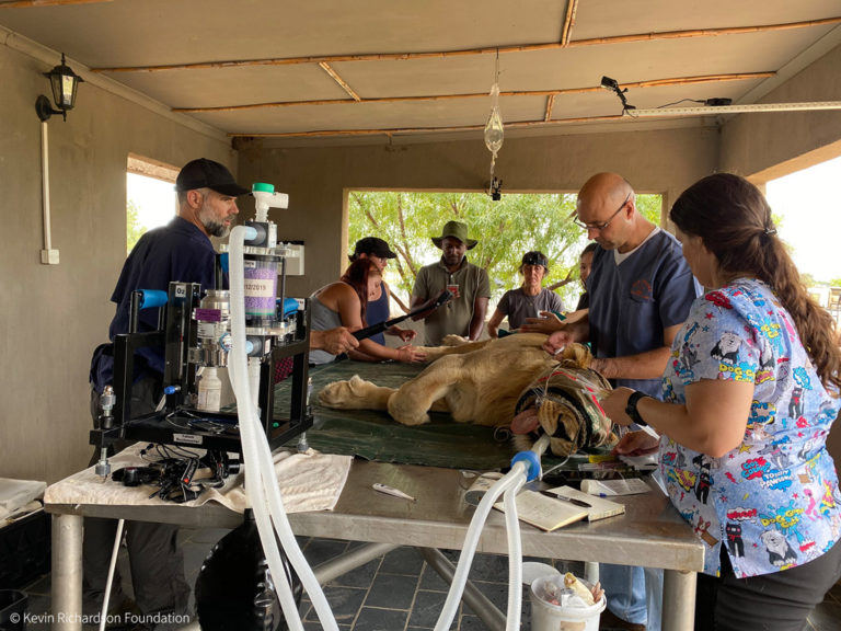 Kevin Richardson, the 'Lion Whisperer' - hard questions and frank ...