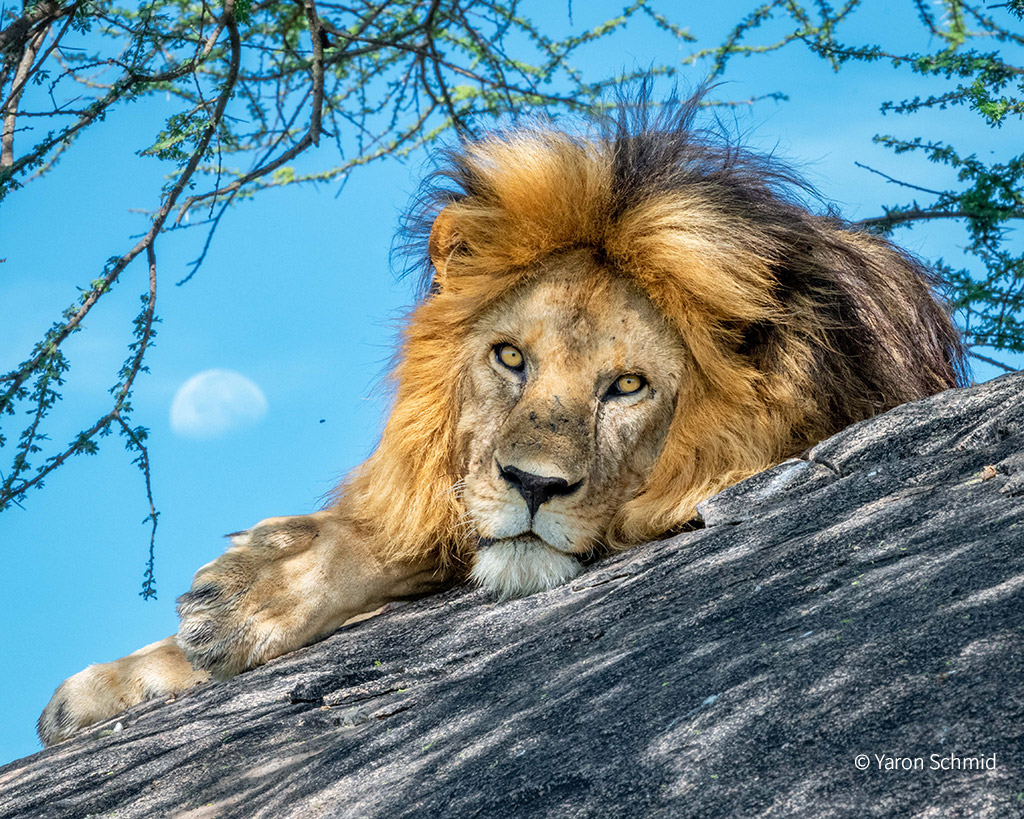Lion evolution according to genome sequencing - Africa Geographic