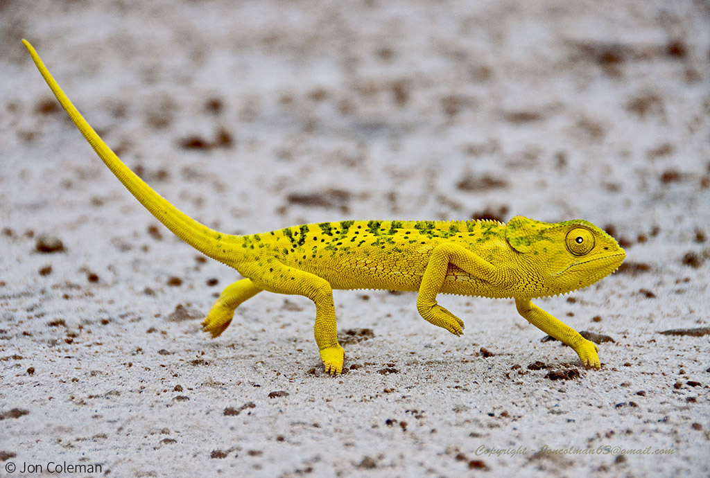 Chameleons - 6 must-know facts - Africa Geographic