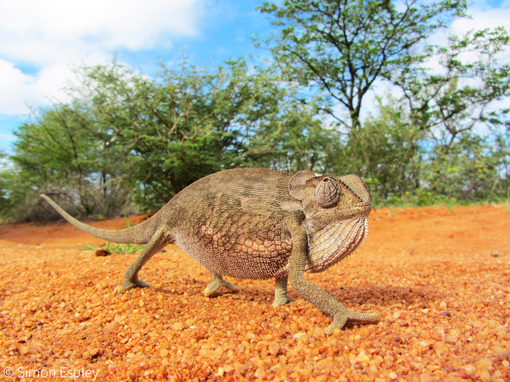 chameleons