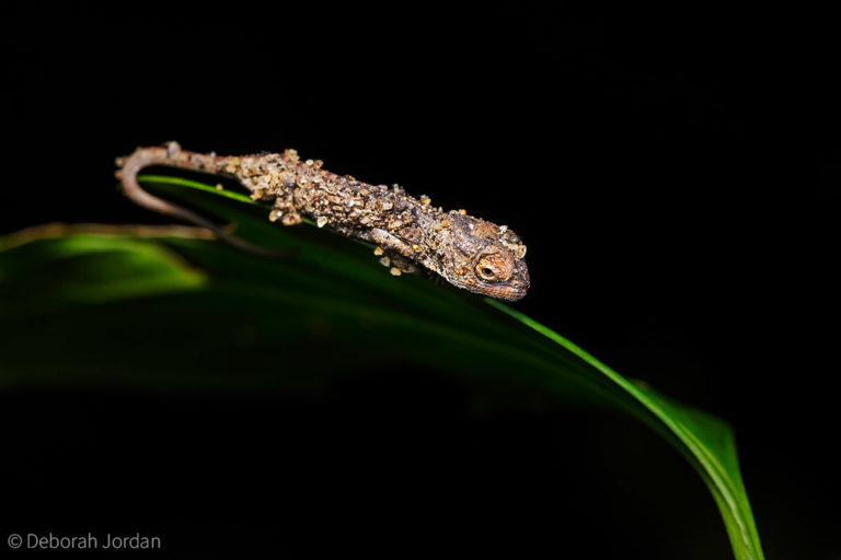 Chameleons - 6 must-know facts - Africa Geographic