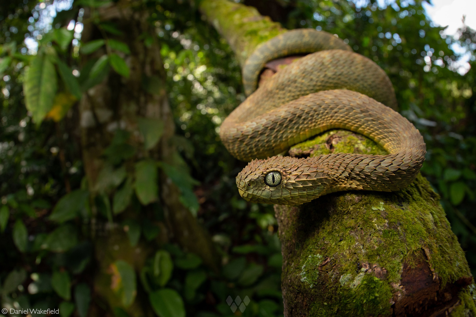 African Hairy Bush Viper (Atheris - It's A Magical World