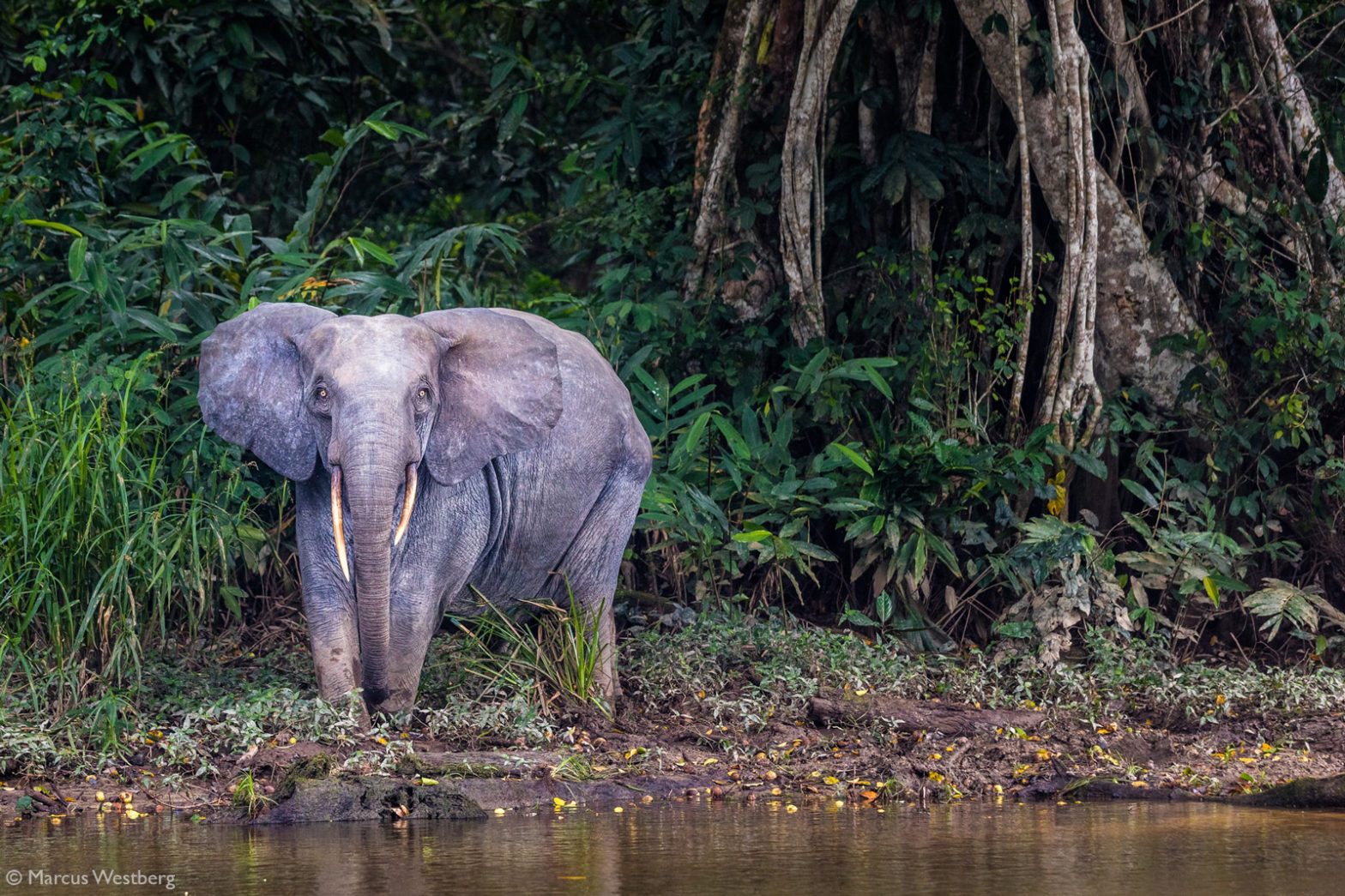 Marcus-Westberg-forest-elephant-Odzala-NP-Congo - Africa Geographic