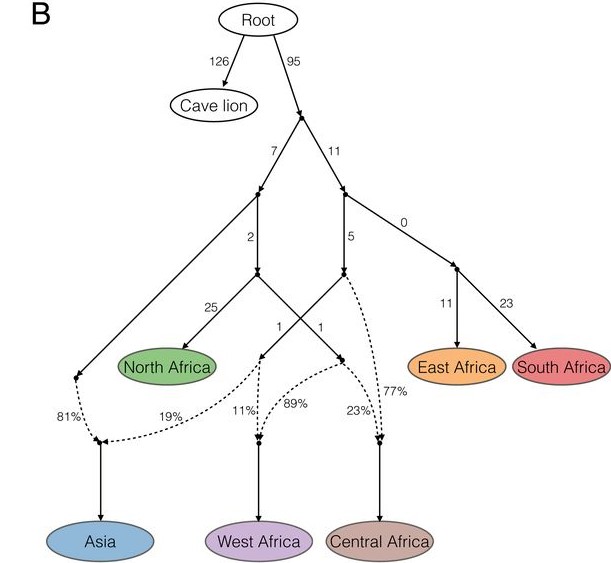 Lion evolution according to genome sequencing - Africa Geographic