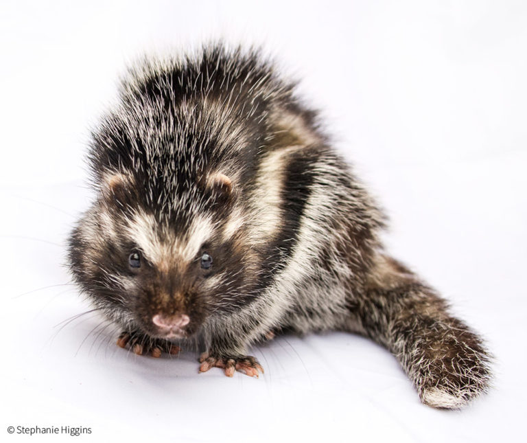 The rat with a deadly secret - Africa Geographic