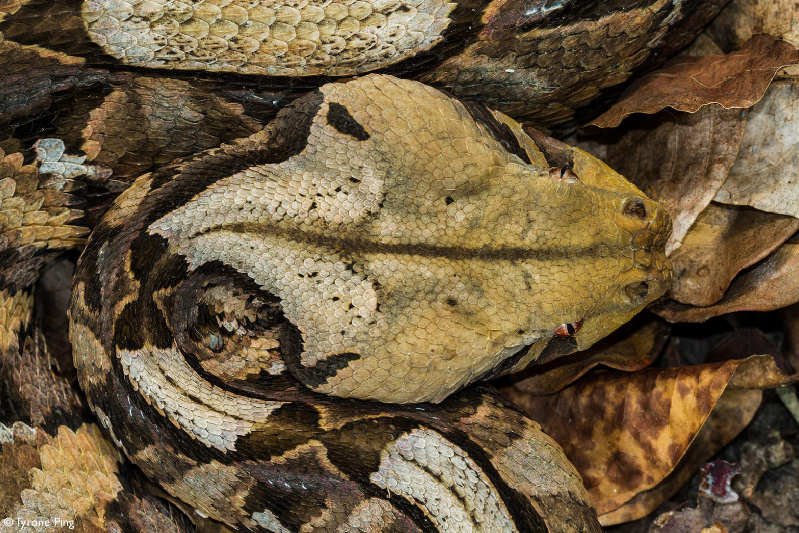 Tyrone-Ping-East-African-Gaboon-Viper-Bitis-gabonica-St-Lucia-Kwa-Zulu ...