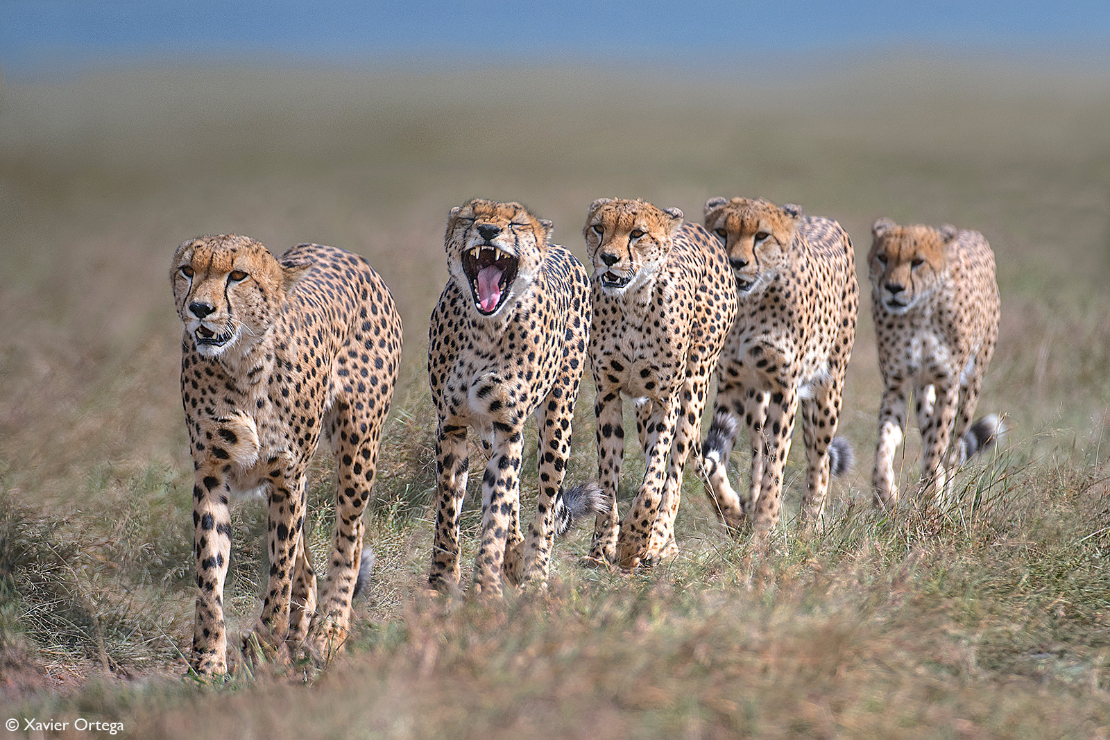 Xavier-Ortega-Cheetah-The-five-musketeers-Masai-Mara-Kenya.jpg