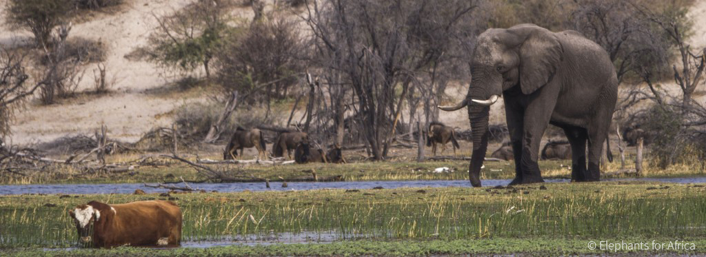 elephants