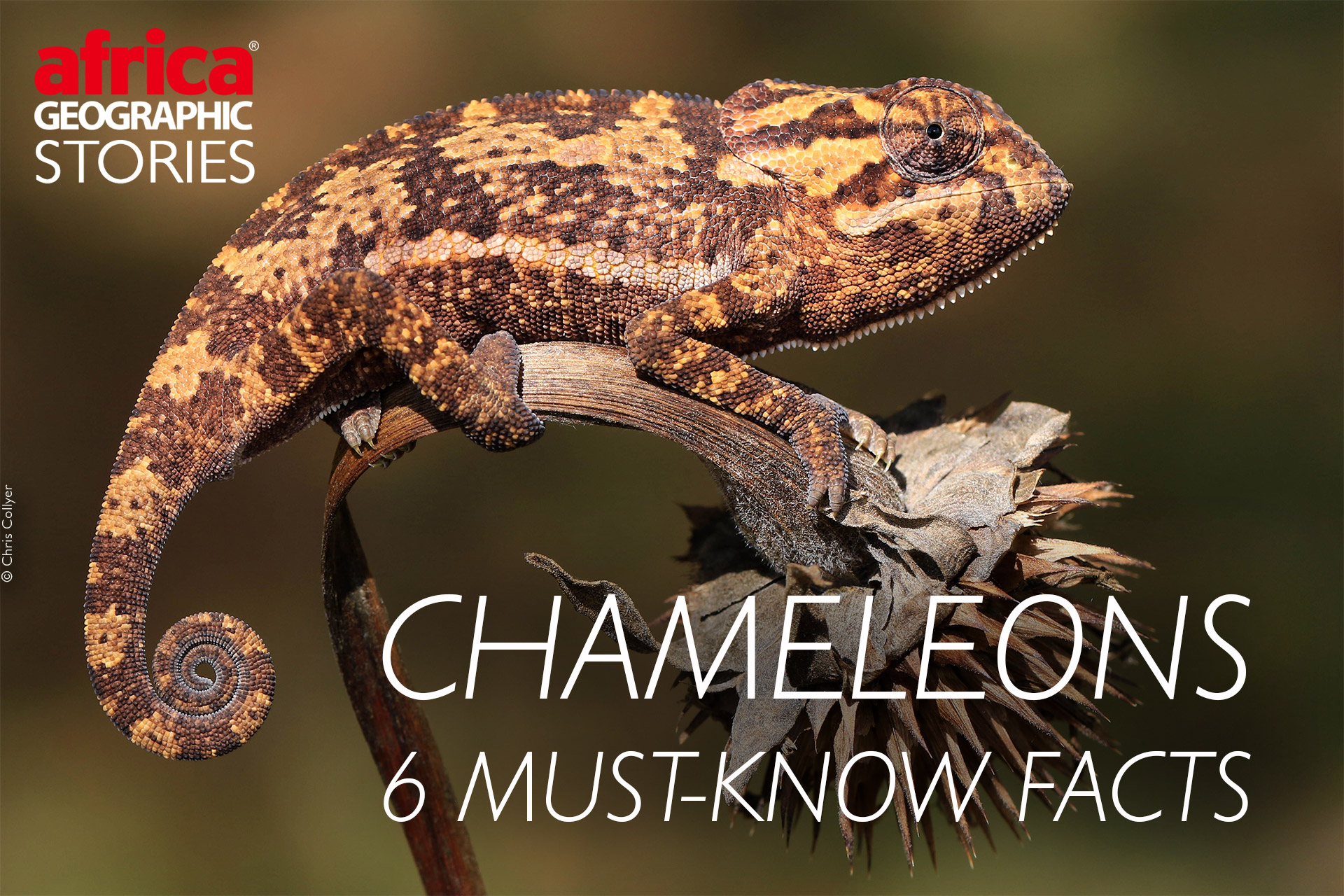 Chameleons - 6 must-know facts - Africa Geographic