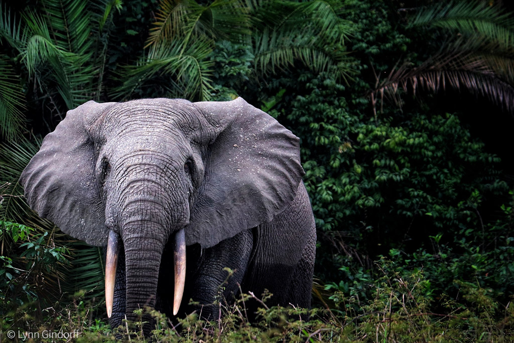 Forest Elephant Populations Smaller Than Previously Thought Africa   Featured Lynn GINDORFF Forest Elephant Odzala National Park Republic Of Congo 