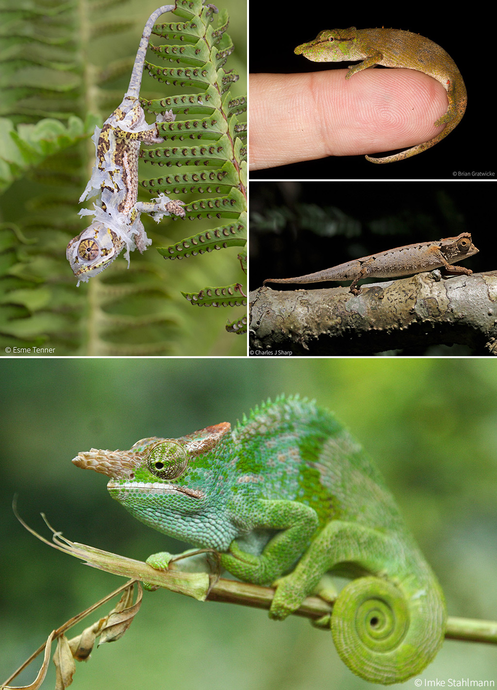 Chameleons - 6 must-know facts - Africa Geographic